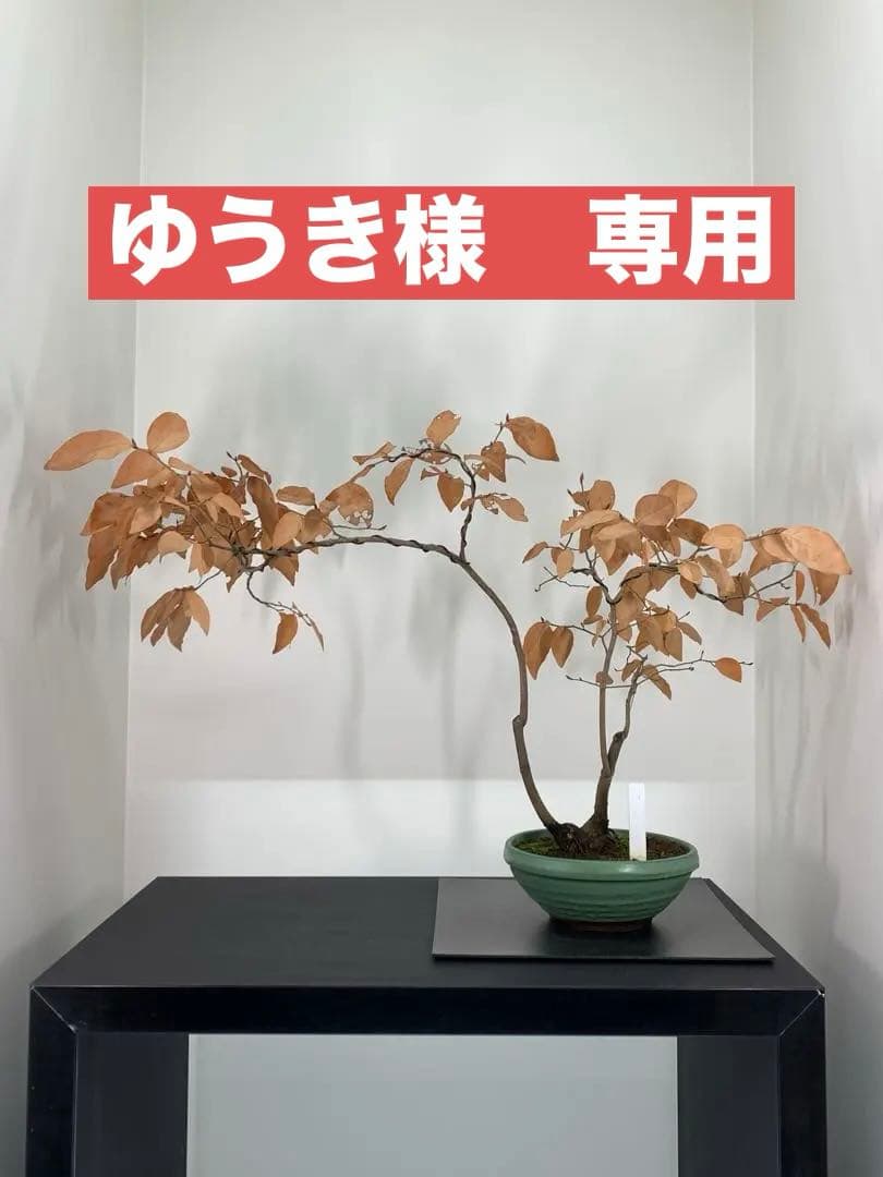 即鑑賞　乙な幹流れのヤマコウバシ　山香ばし　樹高約44cm（検索/真柏　盆栽）